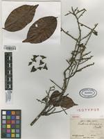 Isotype of Paullinia tricornis Radlk. [family SAPINDACEAE]