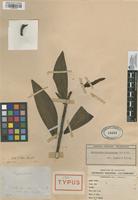 Isotype of Pelliciera rhizophorae Planch. & Triana [family THEACEAE]