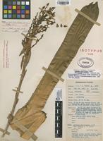 Isotype of Aechmea servitensis André var. exigua L.B.Sm. [family BROMELIACEAE]
