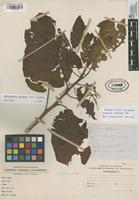 Filed as Solanum betaceum Cav. [family SOLANACEAE]