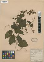 Filed as Antigonon leptopus Hook. & Arn. [family POLYGONACEAE]
