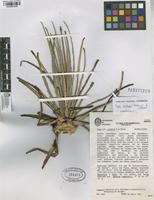 Paratype of Puya roldanii Betancur & Callejas [family BROMELIACEAE]