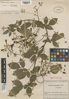 Isotype of Serjania schultesii Cuatrec. [family SAPINDACEAE]