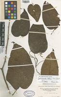 Filed as Solanum betacea (Cav.) Sendtn. [family SOLANACEAE]
