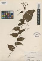 Filed as Antigonon leptopus Hook. & Arn. [family POLYGONACEAE]