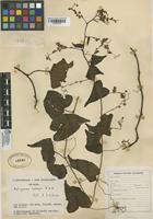 Filed as Antigonon leptopus Hook. & Arn. [family POLYGONACEAE]