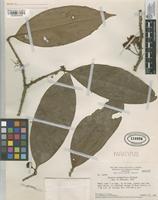 Paratype of Eugenia griseiflora McVaugh [family MYRTACEAE]