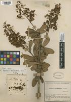 Filed as Berberis verticillata Turcz. [family BERBERIDACEAE]