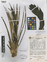 Paratype of Puya roldanii Betancur & Callejas [family BROMELIACEAE]