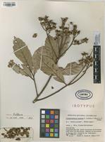 Isotype of Trigonobalanus excelsa Lozano & J.E.Henao S. [family FAGACEAE]