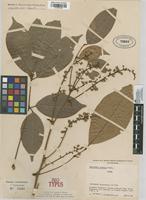 Isotype of Paullinia integra Cuatrec. [family SAPINDACEAE]