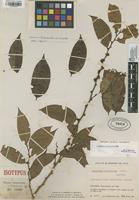 Isotype of Lacistema occidentale Cuatrec. [family LACISTEMATACEAE]
