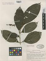Isotype of Blakea formicaria Wurdack [family MELASTOMATACEAE]
