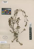 Filed as Sanguisorba minor Scop. [family ROSACEAE]