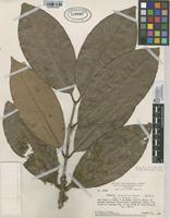 Paratype of Eugenia griseiflora McVaugh [family MYRTACEAE]
