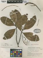 Holotype of Trigonobalanus excelsa Lozano & J.E.Henao S. [family FAGACEAE]