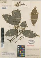 Isotype of Paullinia integra Cuatrec. [family SAPINDACEAE]