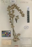 Type of Schefflera velutina Cuatrec. [family ARALIACEAE]