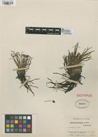 Isotype of Isoetes killipii C.V. Morton [family ISOETACEAE]