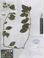 Holotype of Acidocroton gentryi Fern.Alonso & R.Jaram. [family EUPHORBIACEAE]