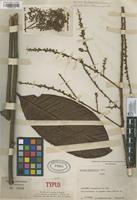 Type of Talisia grandifolia Cuatrec. [family SAPINDACEAE]