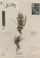 Isotype of Isoetes killipii C.V. Morton [family ISOETACEAE]