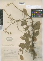 Filed as Pithecellobium dulce (Roxb.) Benth. [family FABACEAE]