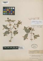 Filed as Pithecellobium roseum (Vahl) Barneby & J.W. Grimes var. roseum [family FABACEAE]