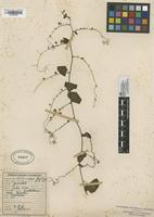 Filed as Antigonon leptopus Hook. & Arn. [family POLYGONACEAE]