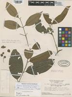 Paratype of Campomanesia tetramera McVaugh [family MYRTACEAE]