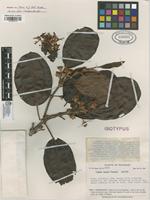 Isotype of Blakea campii Wurdack [family MELASTOMATACEAE]