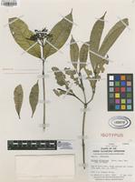 Isotype of Faramea altipetens Dwyer [family RUBIACEAE]