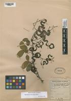 Filed as Pithecellobium dulce (Roxb.) Benth. [family MIMOSACEAE]