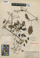 Isotype of Serjania clematidea Triana & Planch. [family SAPINDACEAE]