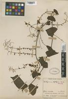 Filed as Antigonon leptopus Hook. & Arn. [family POLYGONACEAE]