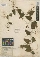 Filed as Antigonon leptopus Hook. & Arn. [family POLYGONACEAE]