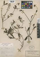 Filed as Verbena glabrata Kunth [family VERBENACEAE]