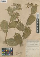 Filed as Calotropis procera (Aiton) W.T. Aiton [family ASCLEPIADACEAE]