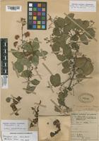 Filed as Pithecellobium dulce (Roxb.) Benth. [family FABACEAE]