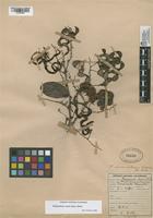 Filed as Pithecellobium dulce (Roxb.) Benth. [family FABACEAE]