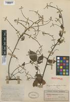 Isotype of Serjania clematidea Triana & Planch. [family SAPINDACEAE]
