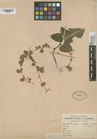 Filed as Antigonon leptopus Hook. & Arn. [family POLYGALACEAE]