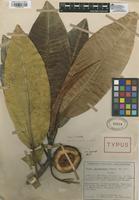 Type of Ficus gigantosyce Dugand [family MORACEAE]