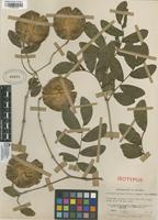 Isotype of Bulnesia carrapo Killip & Dugand [family ZYGOPHYLLACEAE]