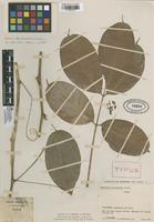 Type of Paullinia chocoensis Cuatrec. [family SAPINDACEAE]