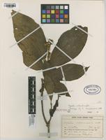 Isotype of Apeiba surinamensis Uitt [family TILIACEAE]