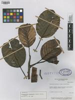 Isotype of Pseudomonotes tropenbosii A.C. Londoo, E. Alvarez & Forero [family DIPTEROCARPACEAE]