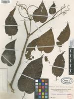 Filed as Solanum [family SOLANACEAE]
