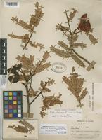 Filed as Abarema barbouriana (Standl.) Barneby & J.W. Grimes var. barbouriana [family MIMOSACEAE]