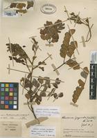 Filed as Abarema barbouriana (Standl.) Barneby & J.W. Grimes [family MIMOSACEAE]